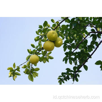 Buah Citron Alami Berkualitas Tinggi